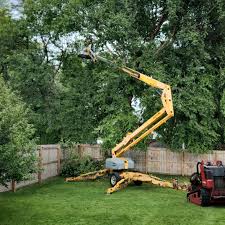 Trusted Oolitic, IN Tree Care Experts