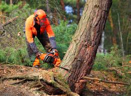 Best Stump Grinding and Removal  in Oolitic, IN