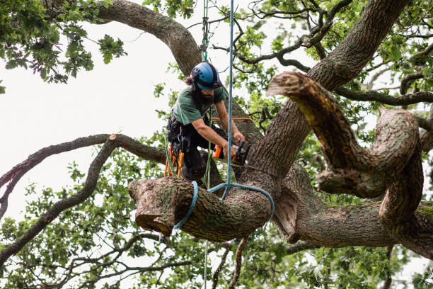 Best Commercial Tree Services  in Oolitic, IN