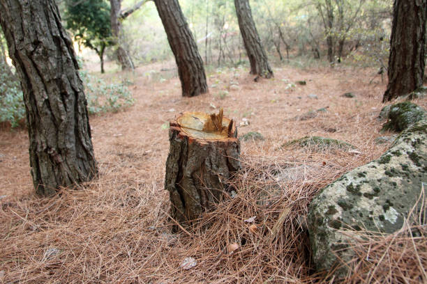 Tree and Shrub Care in Oolitic, IN