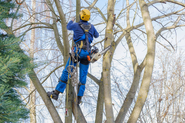 Best Emergency Tree Removal  in Oolitic, IN