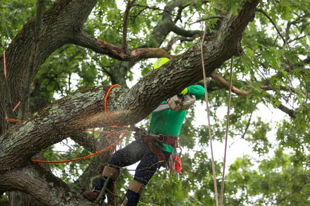 Best Utility Line Clearance  in Oolitic, IN